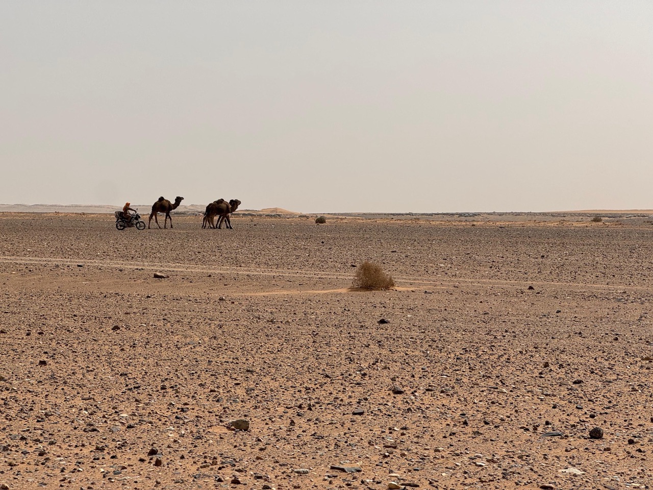 Panda Raid 2024 - Guerrilla Corse