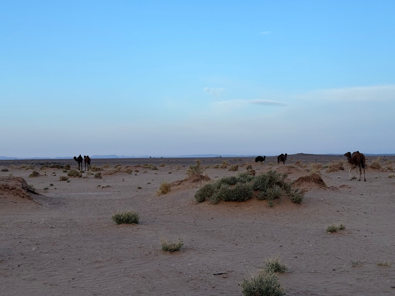 Panda Raid 2024 - Guerrilla Corse