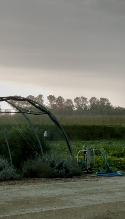 Farm 9/9